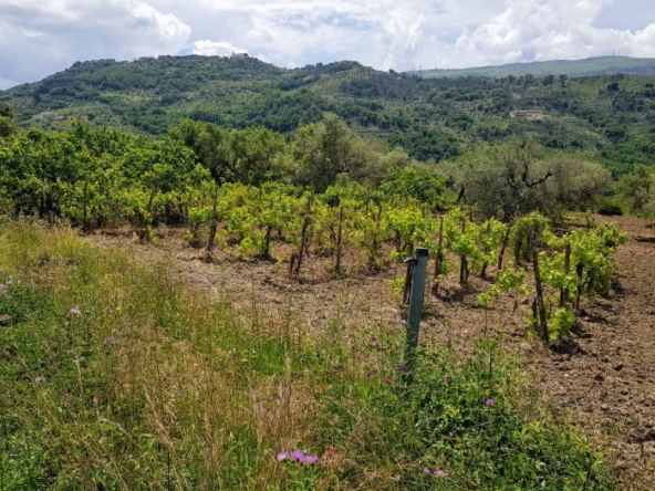 Terreno in vendita ad Agropoli con vigneto e uliveto