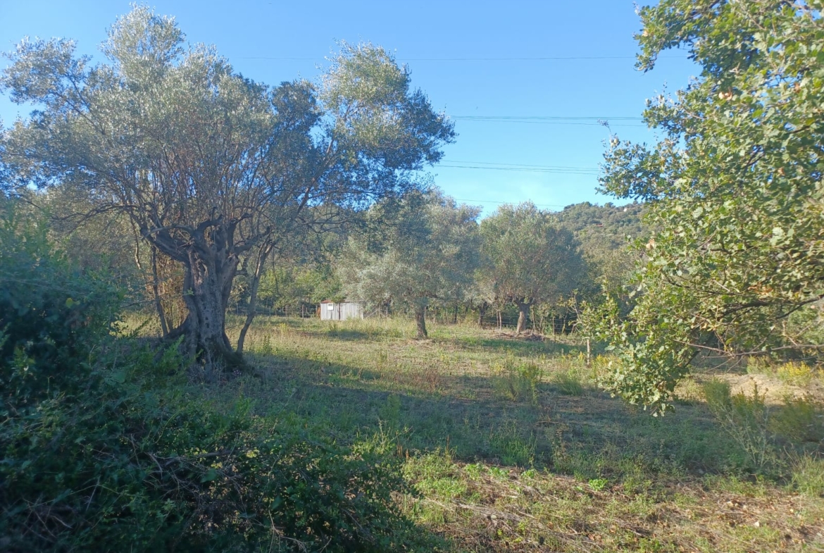 Terreno agricolo ad Ogliastro Cilento Via Molaro