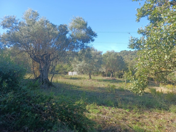 Terreno agricolo ad Ogliastro Cilento Via Molaro