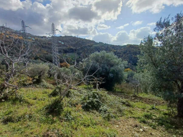 Terreno agricolo a Prignano Cilento in località Santa Barbara 6