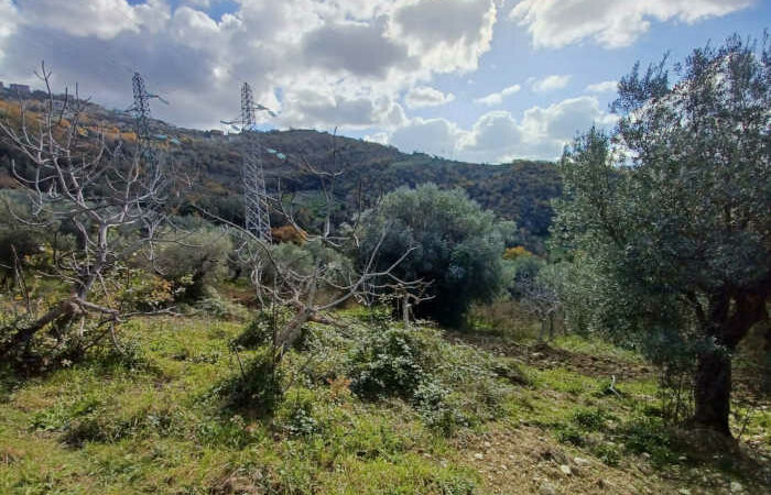Terreno agricolo a Prignano Cilento in località Santa Barbara 6