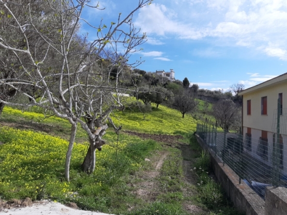 Terreno coltivato con uliveto ad Agropoli Colle San Marco