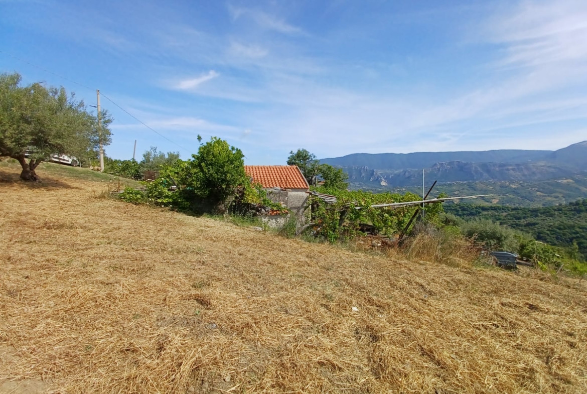 Terreno con uliveto, ficheto e frutteto a Finocchito