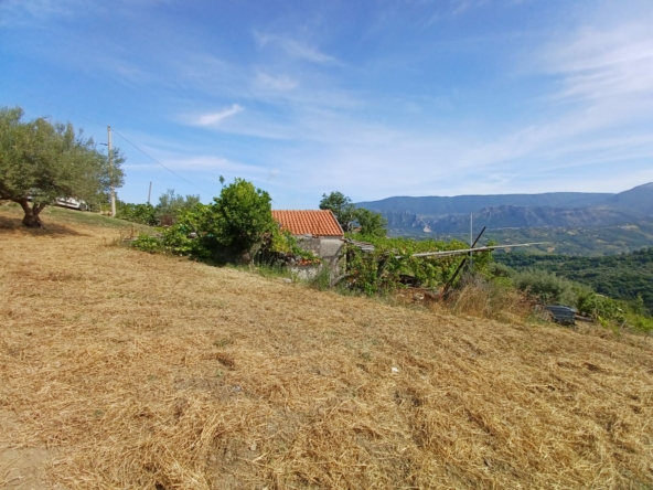 Terreno con uliveto, ficheto e frutteto a Finocchito