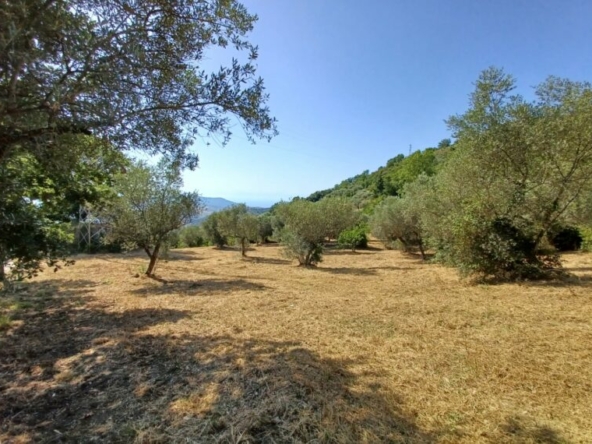 Terreno in vendita a Laureana Cilento Corso Dalmazio Birago