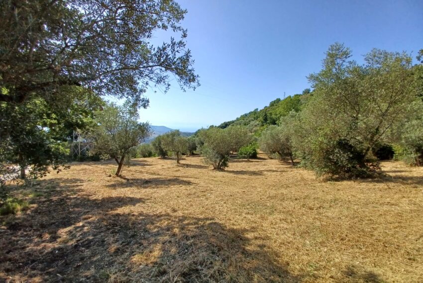 Terreno in vendita a Laureana Cilento Corso Dalmazio Birago