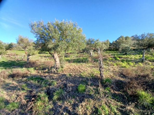 Terreno a Laureana Cilento, Contrada Palazza
