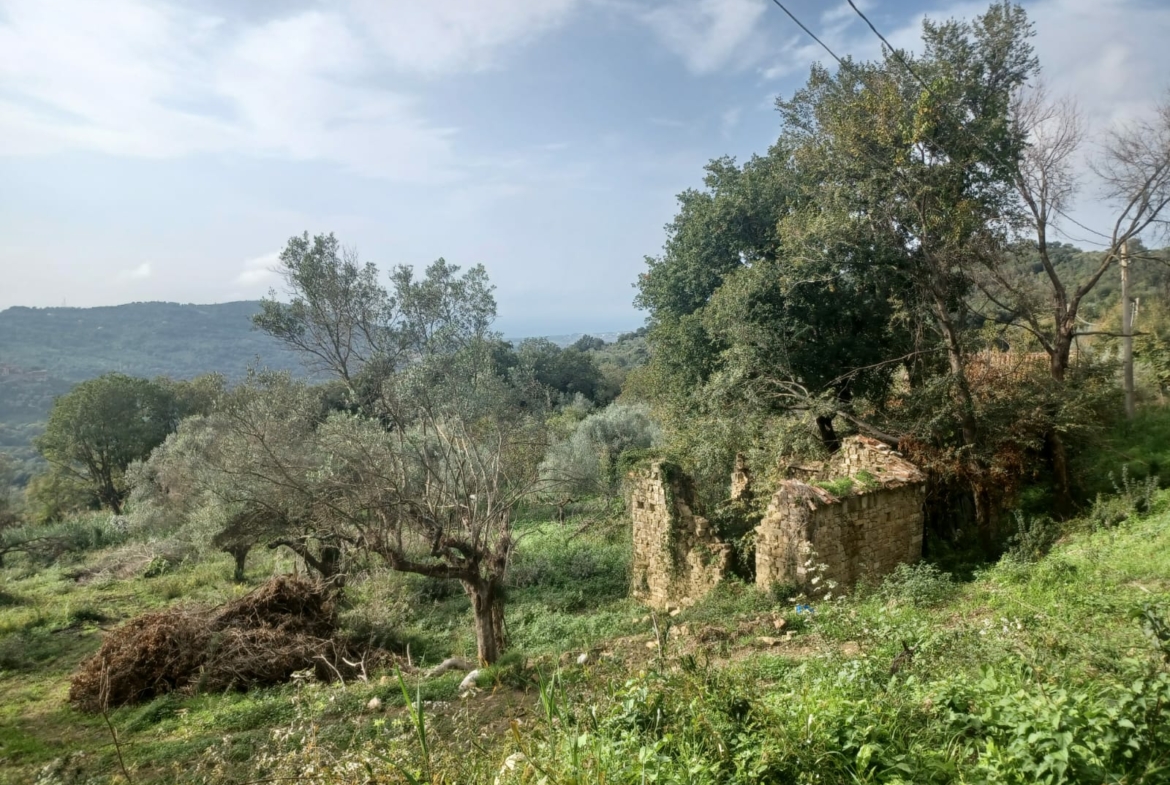 Terreno ad Ogliastro Cilento, Contrada Santa Maria delle Grazie