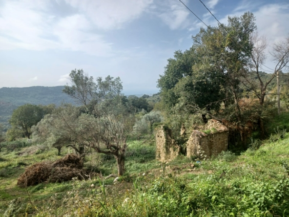 Terreno ad Ogliastro Cilento, Contrada Santa Maria delle Grazie