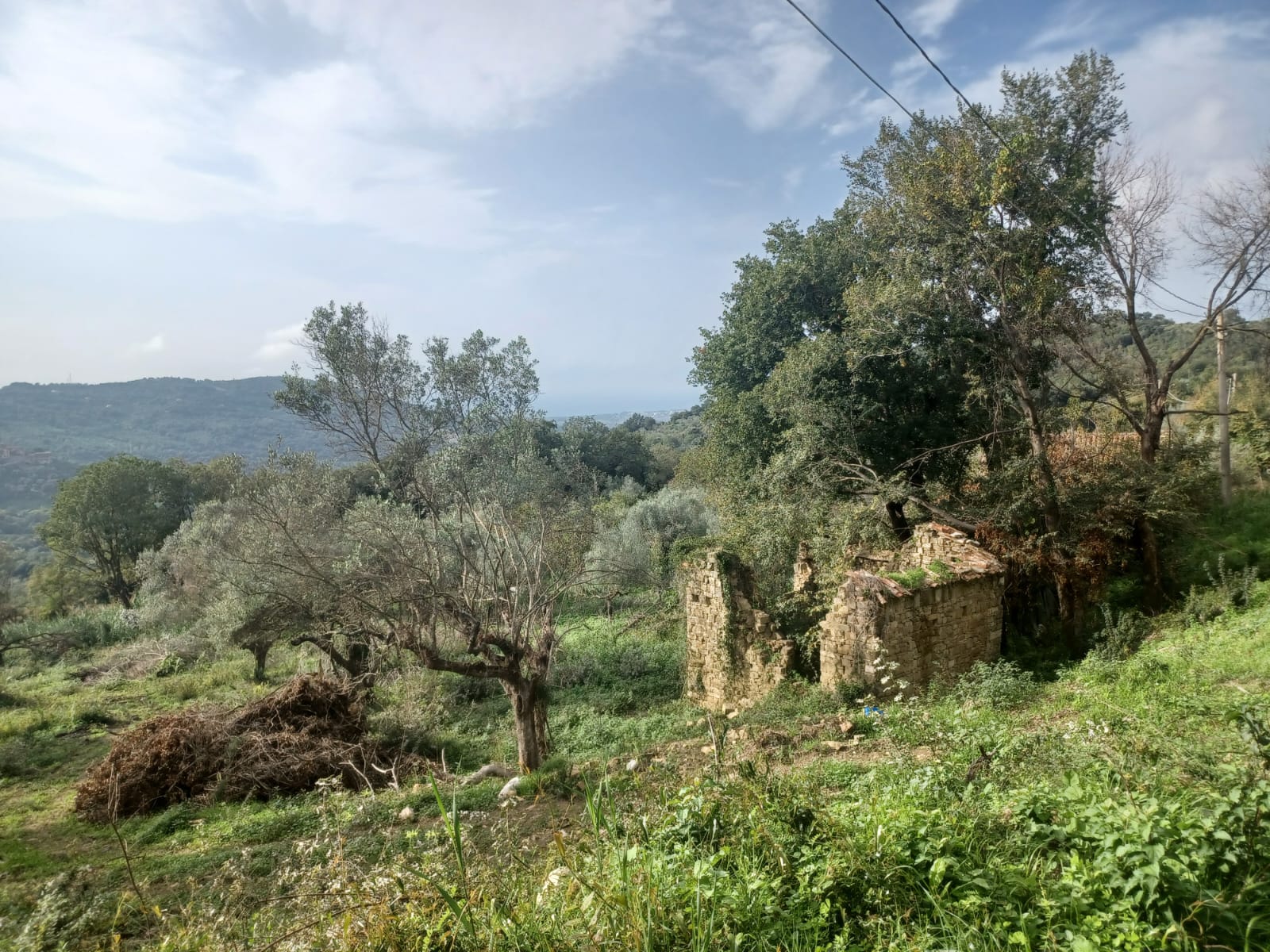 Terreno ad Ogliastro Cilento, Contrada Santa Maria delle Grazie