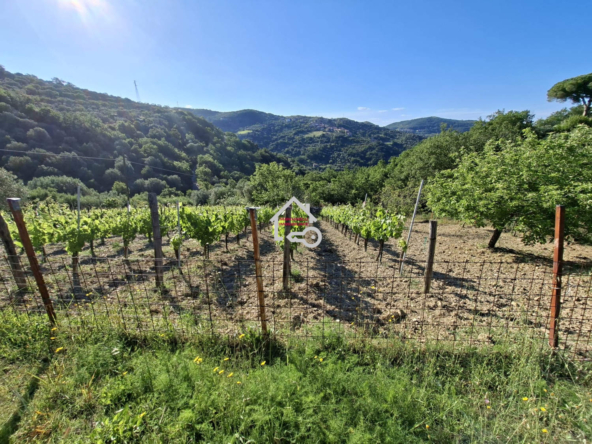 Terreno di 40.000 mq vista mare con due depositi San Mauro Cilento