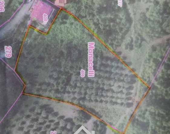 Uliveto in produzione su un terreno di 9000mq a Lustra
