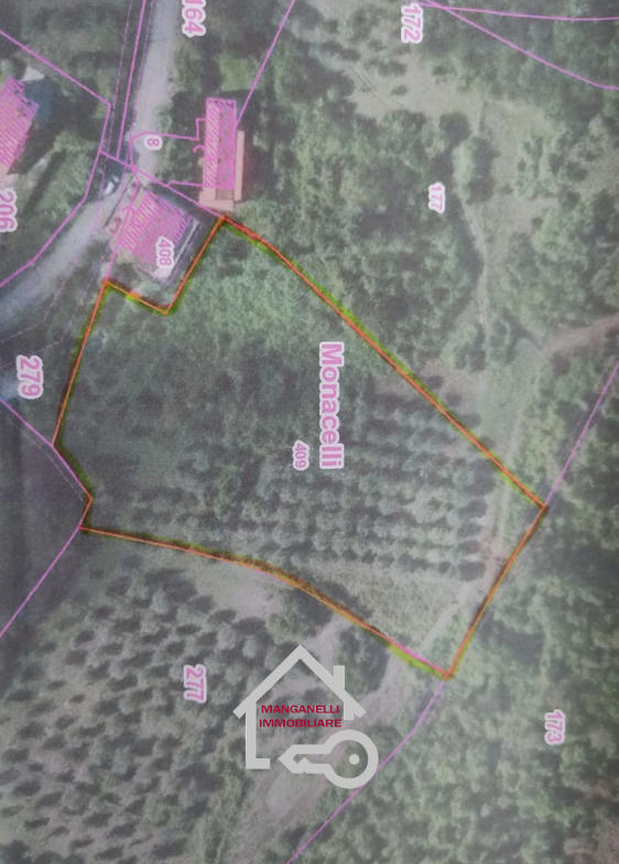 Uliveto in produzione su un terreno di 9000mq a Lustra