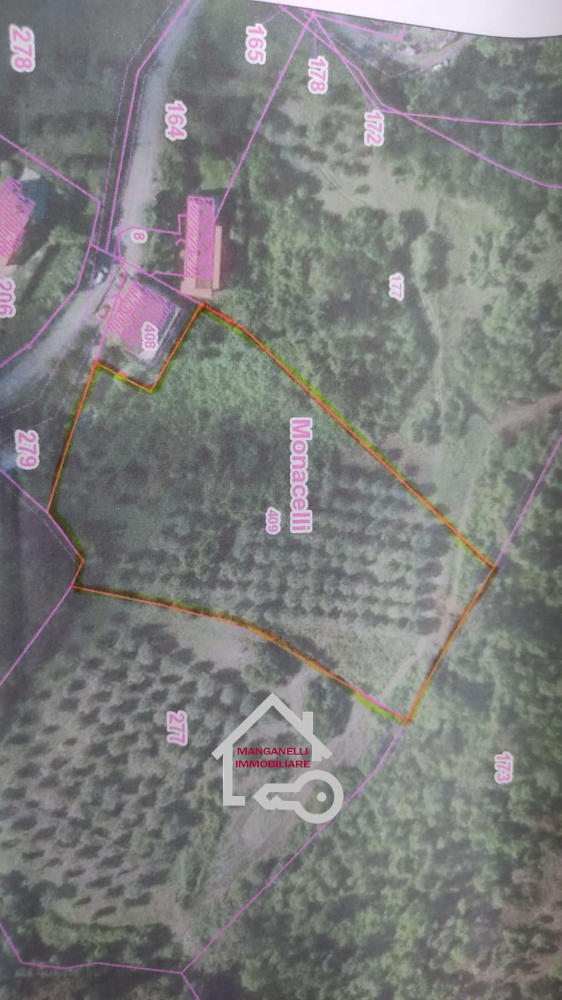 Uliveto in produzione su un terreno di 9000mq a Lustra